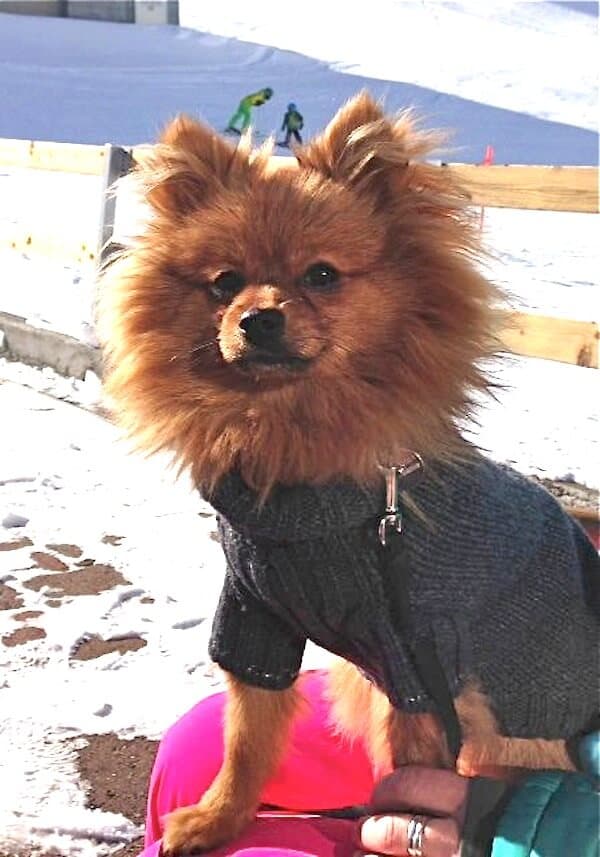 Snow Dogs | Welove2ski