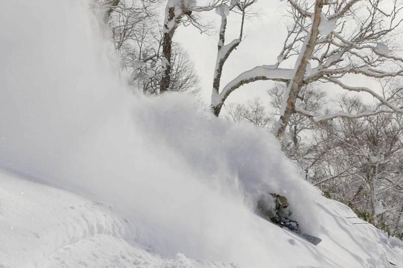 a skier deep in snow spray, by birch trees