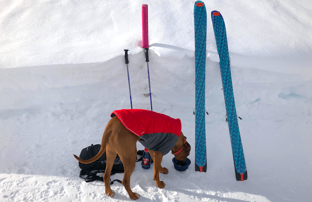 a dog stands beside skis, on snow, having a drink from a plastic water bowl