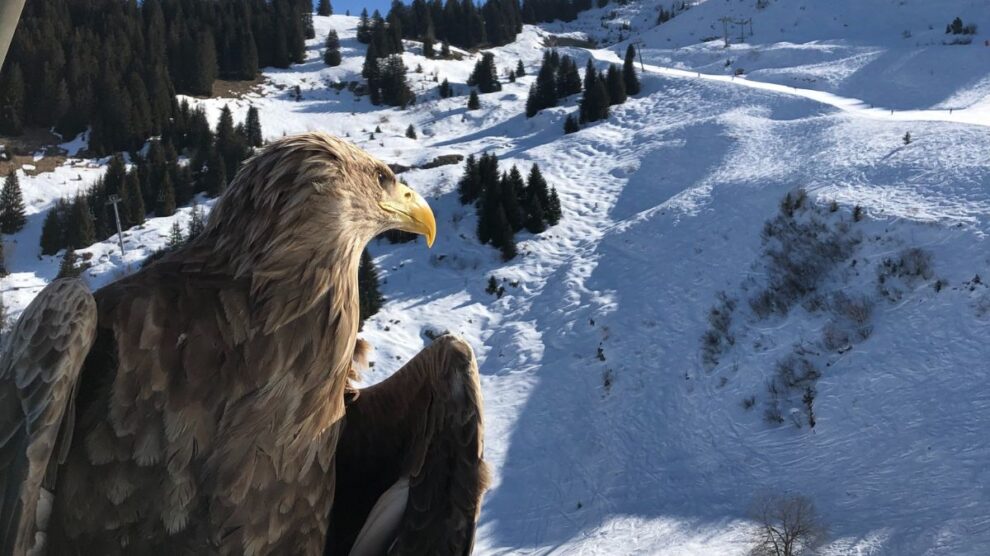 Eagle Aigles du Léman Morzine ski slopes