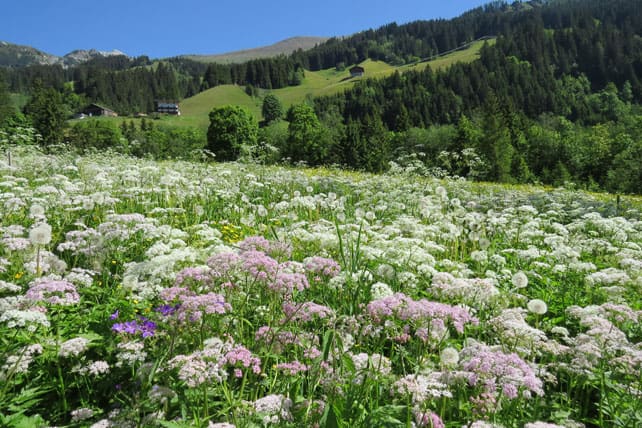 The Zillertal in Summer: For Hikers, Bikers and Climbers | Welove2ski