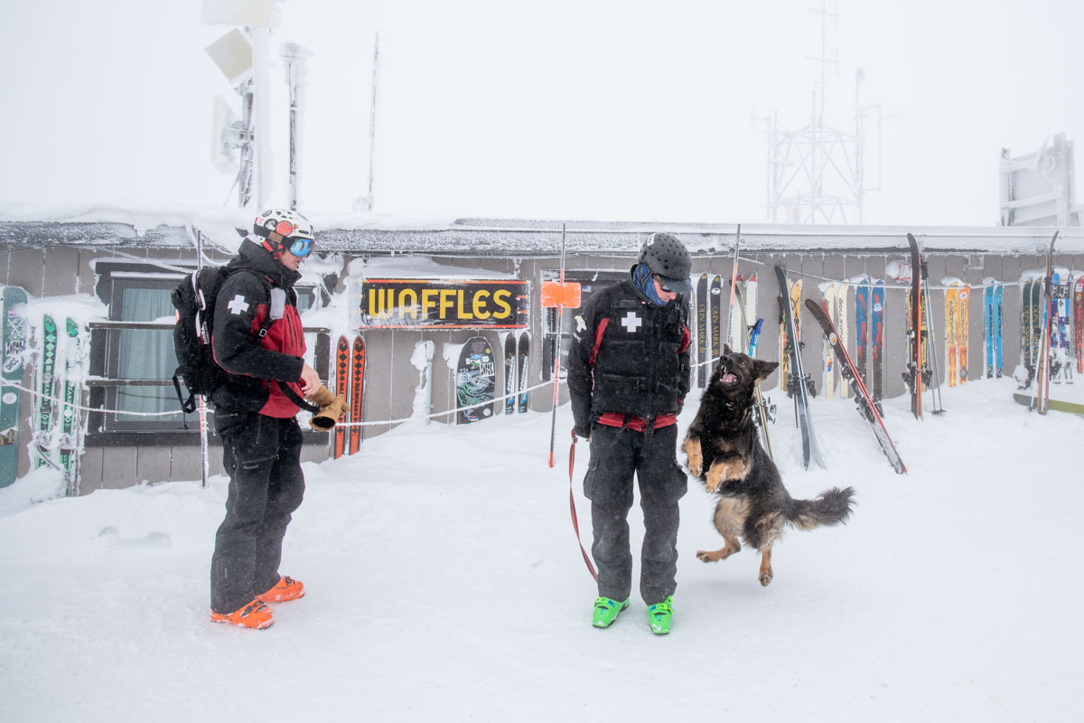 a jumping dog and patrol outside the Jackson Hole famous Corbet's Cabin serving waffles, the outside wall of the shack-like building lined with skis