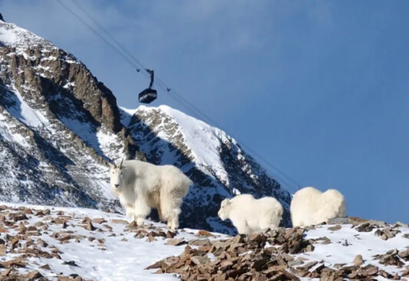 three fluffy white mountain goats stand on a rocky-snowy hill, a cable car travelling way above them