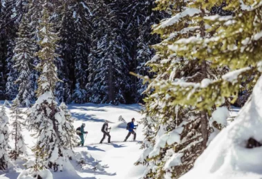 snowshoers walk through a clearing in the wood