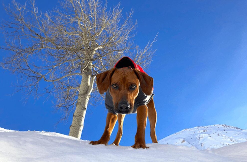 blue sky, white snow, and a red Ridgeback dog staring, warily into the camera placed on the floor