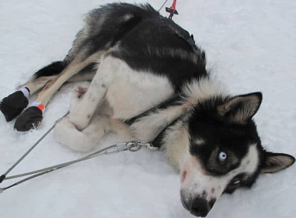 Don't say "Mush": Dog Sledding in Are, Sweden | Welove2ski