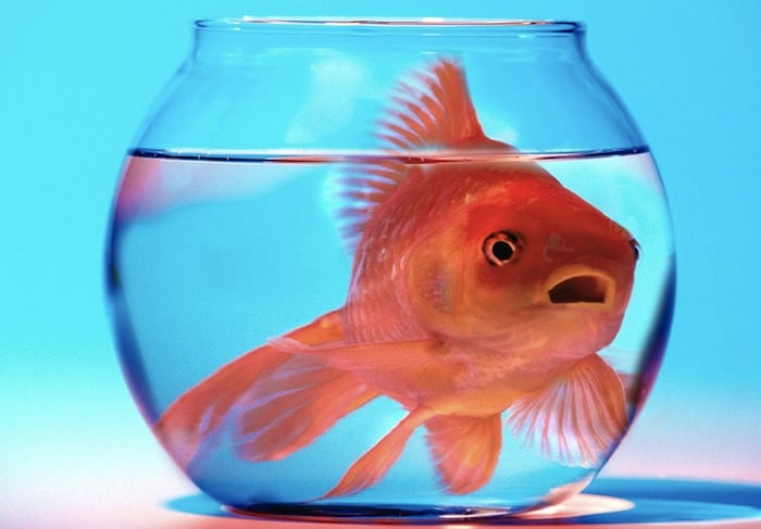 Goldfish in Glass Bowl