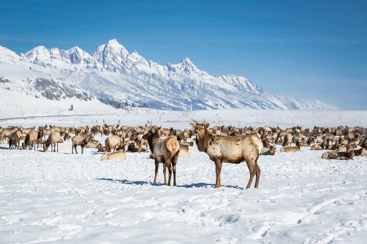 a huge herd of elk on a snowy plain below the huge mountain massif of the Tetons
