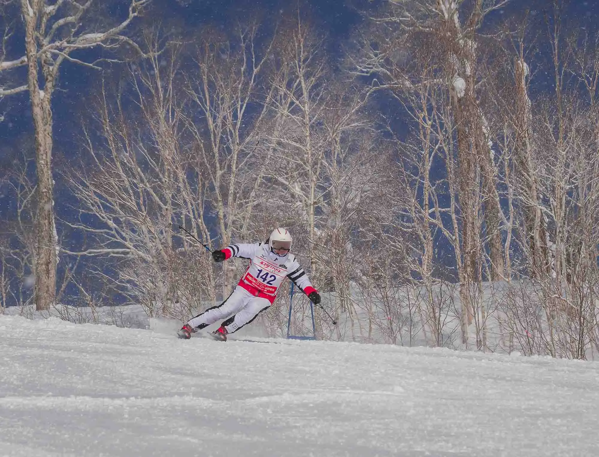 a skier in white race kit makes a turn in front of spindly birch trees