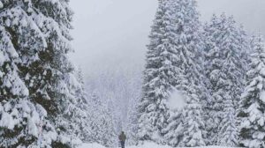 a massively snowy scene, huge evergreens covered in fresh snow, with a person and their dog walking along a flat trail through the snowy woods