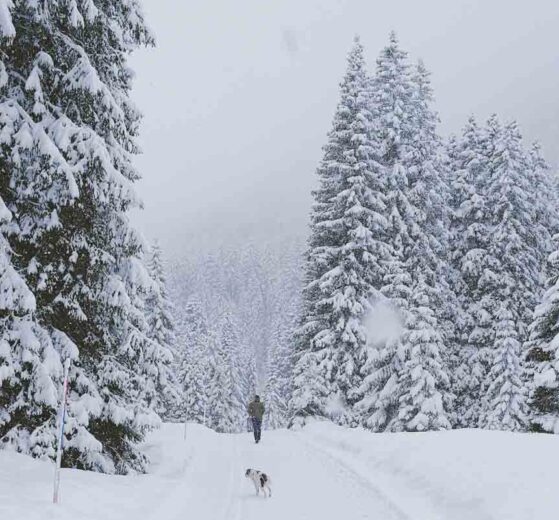 a massively snowy scene, huge evergreens covered in fresh snow, with a person and their dog walking along a flat trail through the snowy woods