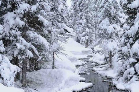 a massively snowy scene, huge evergreens covered in fresh snow, a river running thorough the woods
