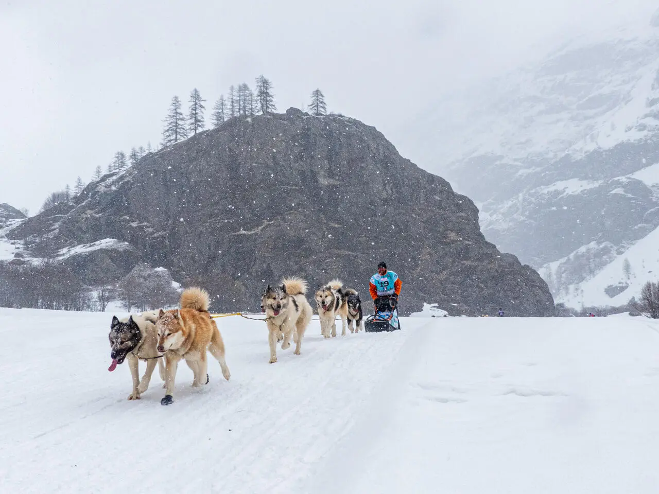 a dog sled and single rider pulled by five healthy dogs as the snow falls