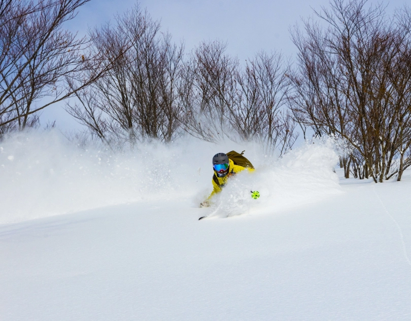 snowless birch trees but a skier skis deep, fresh snow