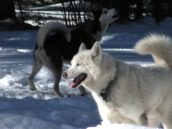Snow Dogs | Welove2ski