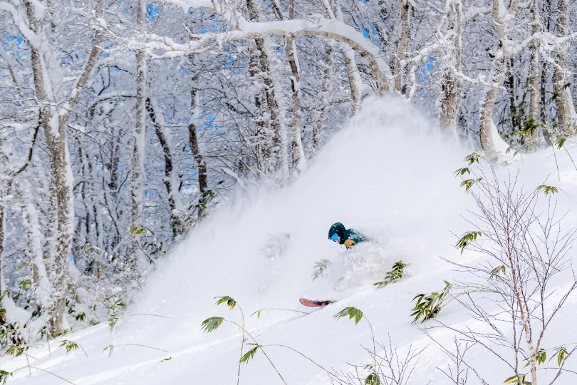 bamboo in shot, and a skier barely visible within powder