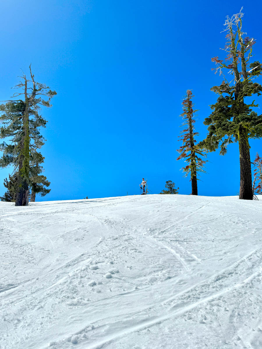 blue sky, soft piste, and a lone skier standing between single trees on the ski slope
