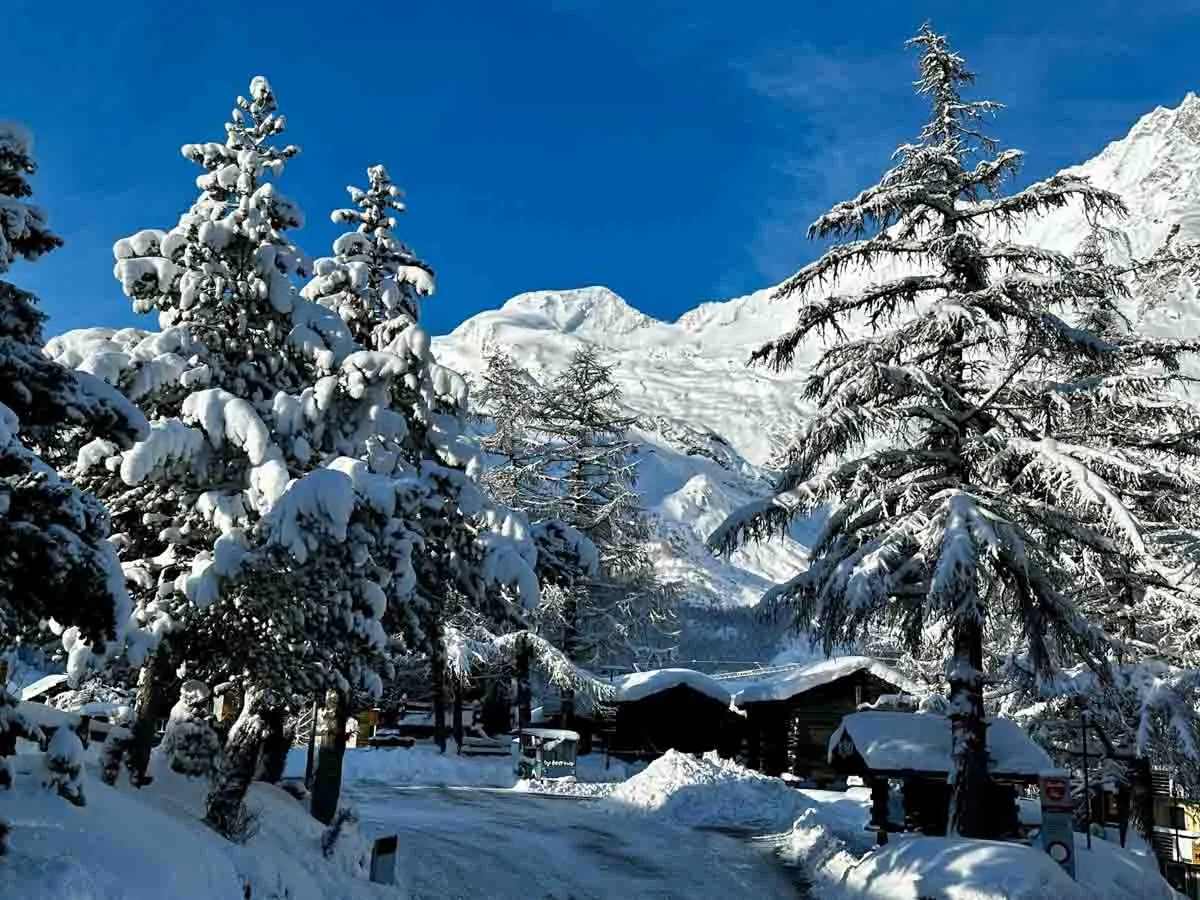 snow covered trees and roofs of chalets on a blue-bird day